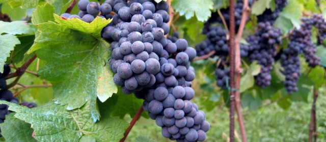 The Fruit and the Power of the Holy Spirit